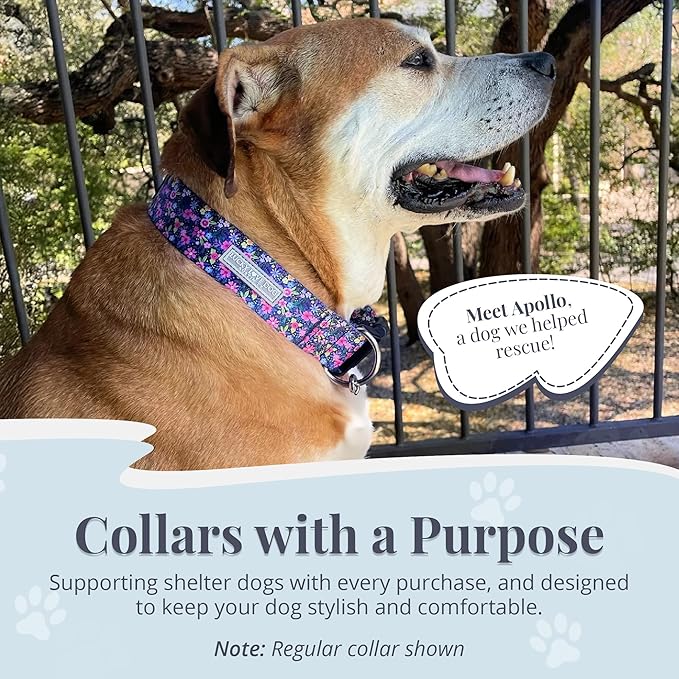 Lucky Love Dog Wide Martingale Dog Collar - No-Slip, Durable, & Soft Webbing 1.5 inch Martingale Collar for Dogs Male and Female Ideal for Training & Walking - Primrose, Large