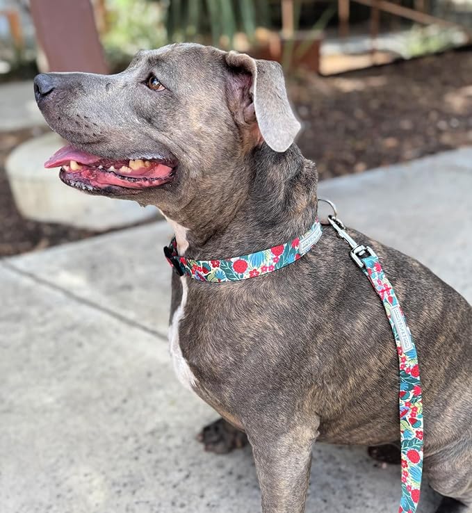 Lucky Love Dog - Easy Click Buckle Dog Collar with Leash Set Combo, Durable & Comfortable for Male & Female Dogs, Pet Collar for Large Dogs, Secure Fit - Ginny Combo, Large