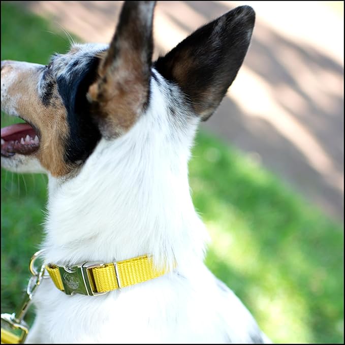 Country Brook Petz - Premium Nylon Dog Collar with Metal Buckle for Small Medium Large Breeds - 10+ Warm Colors (Extra Large, 1 Inch, Gold)