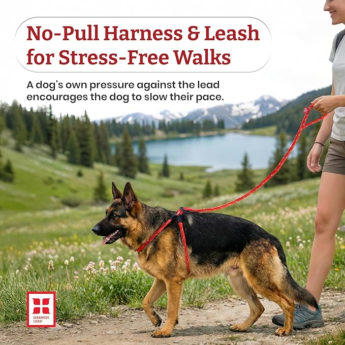 Harness Lead No Pull Dog Harness and Leash Set, Anti Pull Dog Harness for All Breeds and Sizes, One-Piece Cushioned Rope Design Safely Prevents Escaping and Pulling (Small/Medium, Reef)