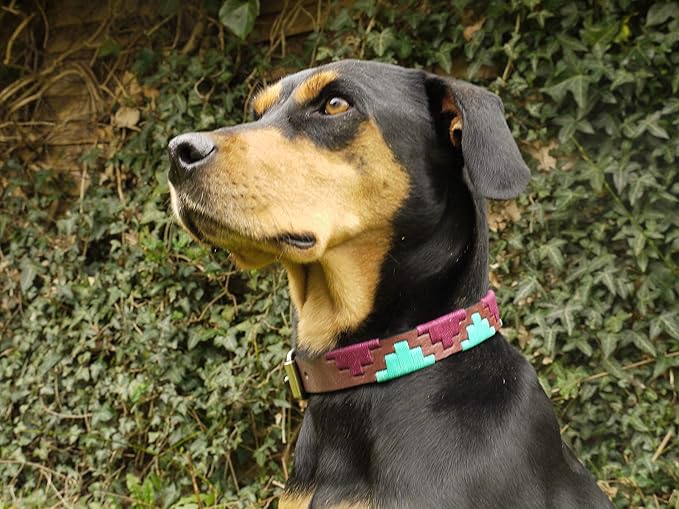 Gaucho Goods Soft Leather Dog Collar - Miami (M)