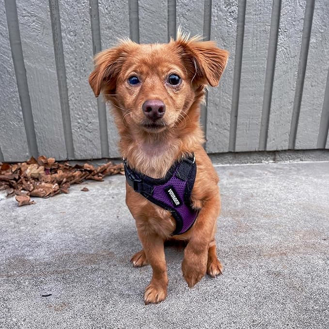 Voyager Step-in Pet Harness - All Weather Mesh, Adjustable Step in Harness for Cats and Dogs by Best Pet Supplies - Purple/Black Trim, XL