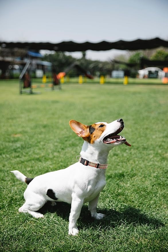 Dog Collar, Cute Stripe Pattern, Soft and Adjustable Collar with Quick Release Buckle (S (Neck 11-18", Width 5/8"), Stripe Cream)