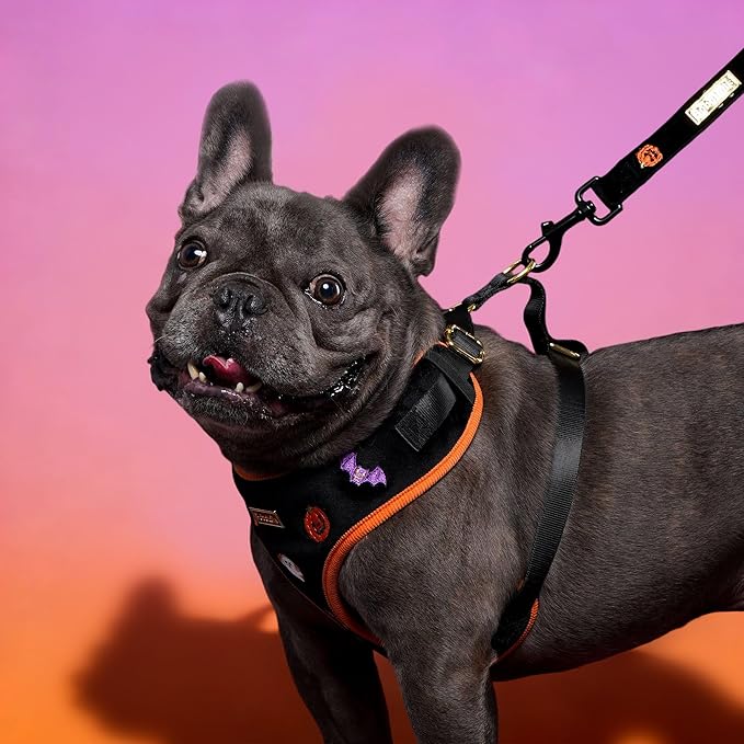 5 FT Stylish Dog Leash, Soft Dog Leashes with Comfortable Padded Handle, Metal Carabiner Clip, Strong No Pull Pet Leash for Small Medium Dogs for Walking, Shopping and Running