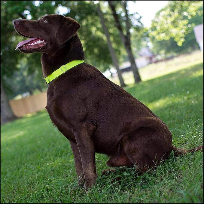 Country Brook Petz - Premium Nylon Dog Collar with Metal Buckle for Small Medium Large Breeds - 10+ Warm Colors (Medium, 3/4 Inch, Hot Yellow)