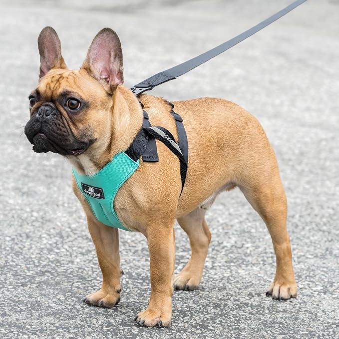 Clickit Sport Plus - Crash-Tested and Safety Certified Car Seat Belt Harness for Dogs (Large, Robin Egg Blue)