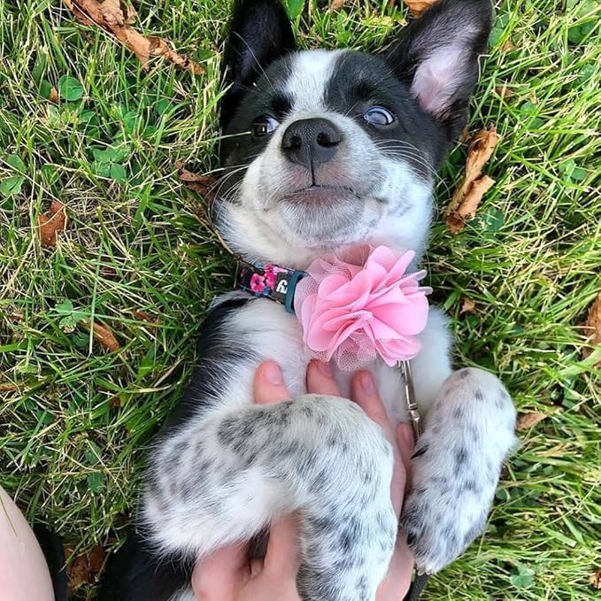 Blueberry Pet Made Well Elegant Floral Print Adjustable Dog Collar in Sleek Black with Pink Artificial Silk Flower, Large, Neck 18"-26"