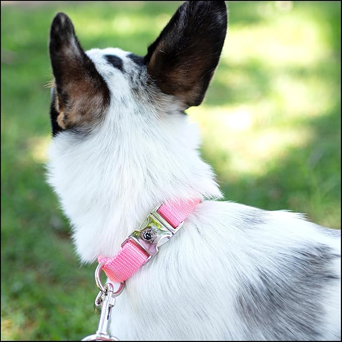 Country Brook Petz - Premium Nylon Dog Collar with Metal Buckle for Small Medium Large Breeds - 10+ Warm Colors (Medium, 3/4 Inch, Pink)