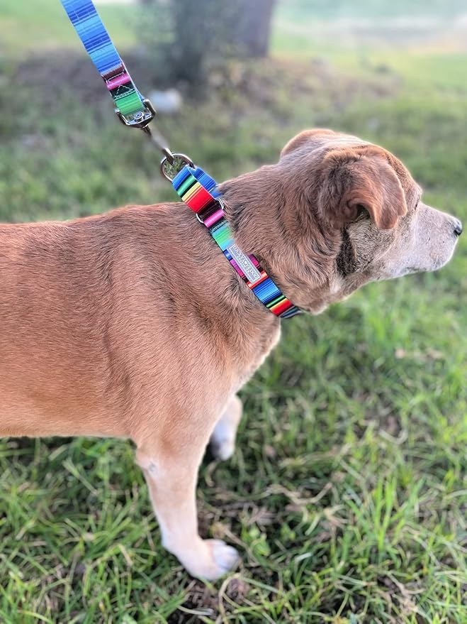Lucky Love Dog Martingale Dog Collar - Adjustable, No-Slip, Durable, & Soft Webbing Collar for Male and Female Dogs Ideal for Training & Walking - Nacho, Small