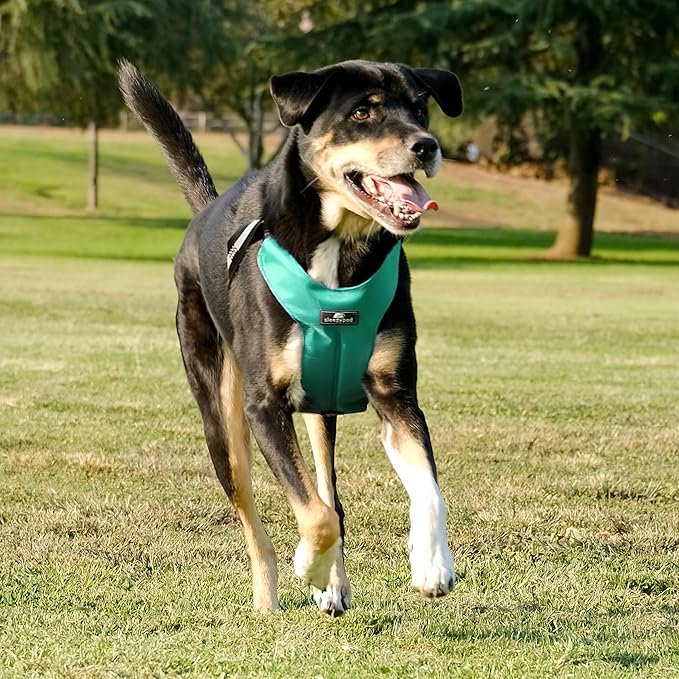 Clickit Sport Plus - Crash-Tested and Safety Certified Car Seat Belt Harness for Dogs (Medium, Robin Egg Blue)