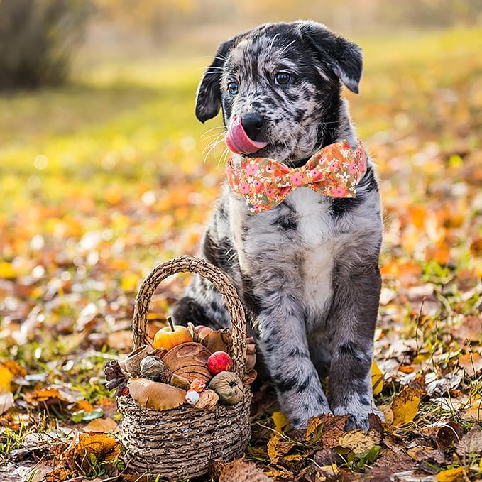 ARING PET Fall Dog Collar with Bow, Cute Daisy Floral Pet Collars with Quick Release Buckle for Puppy Small Medium Large Girl Boy Dogs-S