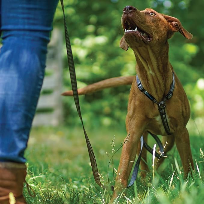 Blue-9 Reflective Dog Leash, Multi-Function 6 Foot Adjustable Lead with Traffic Loop and 3M Reflective Stitching for Obedience, Running, and Agility Training, Made in The USA, Small/Medium, Grey