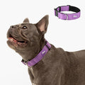 DF Co. Tactical Dog Collar | Comfortable & Secure with Quick Release Clip Buckle and Heavy Duty D-Ring | Soft Padded Neoprene, Chafe Resistant, Night-Time Visibility | Purple, Size S