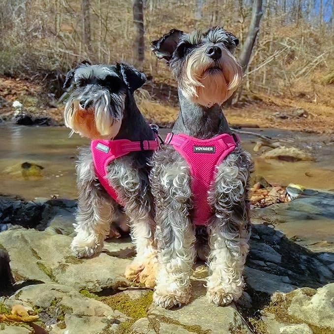 Best Pet Supplies Voyager Adjustable Step-in Flex Breathable Mesh Dog Harness for Small Medium Large Dogs Leash Set (Fuchsia), S