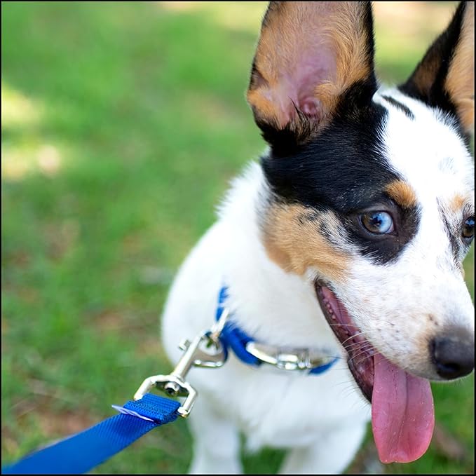 Country Brook Petz - Premium Nylon Dog Collar with Metal Buckle for Small Medium Large Breeds - 10+ Cool Colors (Large, 1 Inch, Bright Royal Blue)