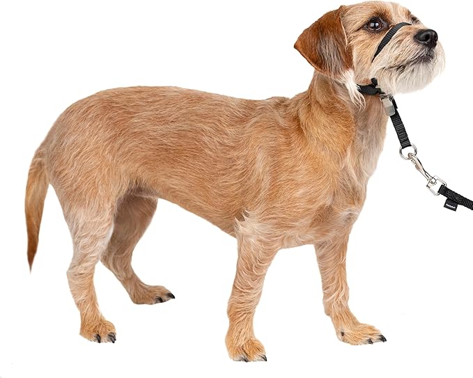 PetSafe Gentle Leader Headcollar No-Pull Dog Collar - Helps Improve Walks - Durable Nylon Construction - Padded Nose Loop - Adjustable Fit - Comfort Walking Halter - Small, Black