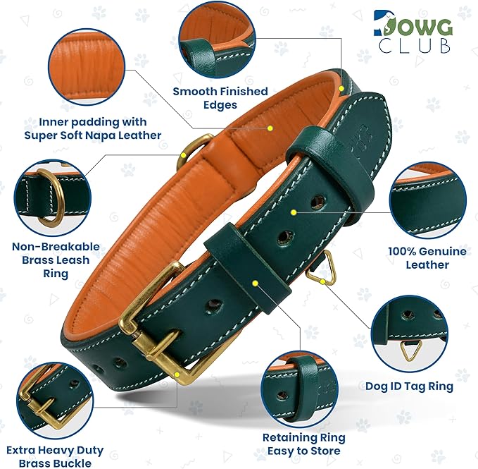 Genuine Leather Dog Collar | Full Grain, Heavy Duty, Comfortable, Padded, Strong | Best for Pups, Small, Medium, Large & XL Breeds (Small (Fit Neck Size 11.5"-14.5"), Teal Green)