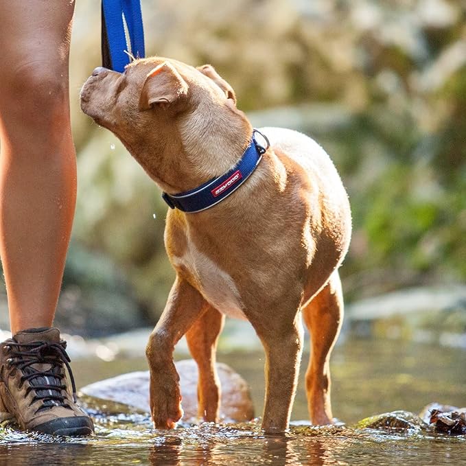 EzyDog Neo Dog Collar - Waterproof & Reflective Dog Collar with Soft Padded Neoprene for Comfort & Durable Nylon – Features Quick Release Buckle and Built-in ID Clip (Medium, Black)