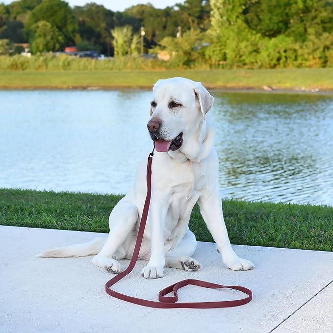 Dogline Biothane Waterproof Dog Leash Strong Coated Nylon Webbing with Black Hardware Odor-Proof Easy to Clean High Performance for Small or Large Dogs Made in USA 2 ft Lead, Merlot Burgundy