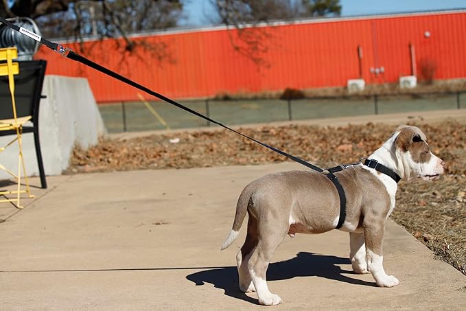 No-Pull Dog Leash, Chew Resistant, Waterproof, Durable PVC Material, Multiple Sizes and Colors (Black, Small)