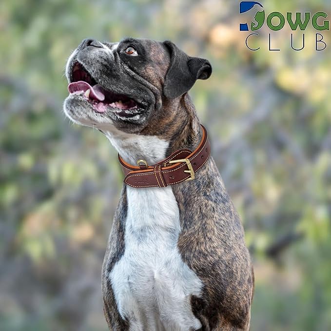 Genuine Leather Dog Collar – Full Grain, Breathable Inner Padding, Padded Buckle – Heavy Duty, Adjustable for Small, Medium, Large & XL Breeds | (X-Large (Fit Neck Size 22"-26"), Dark Brown)