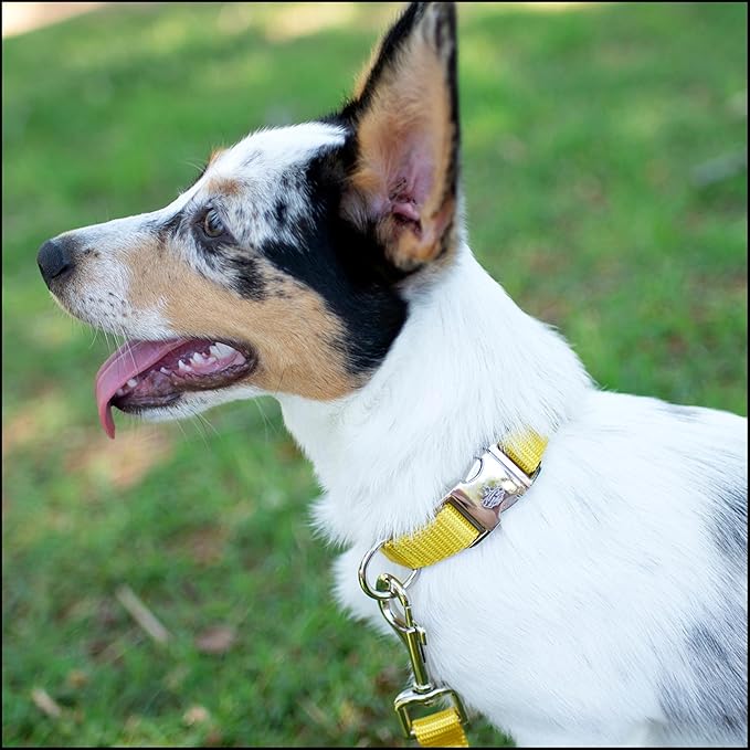 Country Brook Petz - Premium Nylon Dog Collar with Metal Buckle for Small Medium Large Breeds - 10+ Warm Colors (Extra Large, 1 Inch, Gold)