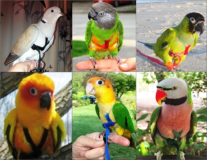 The AVIATOR Pet Bird Harness and Leash: X-Small Blue