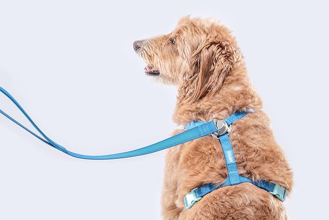 Dog Harness and Leash Combo Set, Magnetic Connection, Ergonomic Design (Bahama Blue, Large)