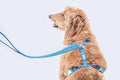 Dog Harness and Leash Combo Set, Magnetic Connection, Ergonomic Design (Bahama Blue, Medium)