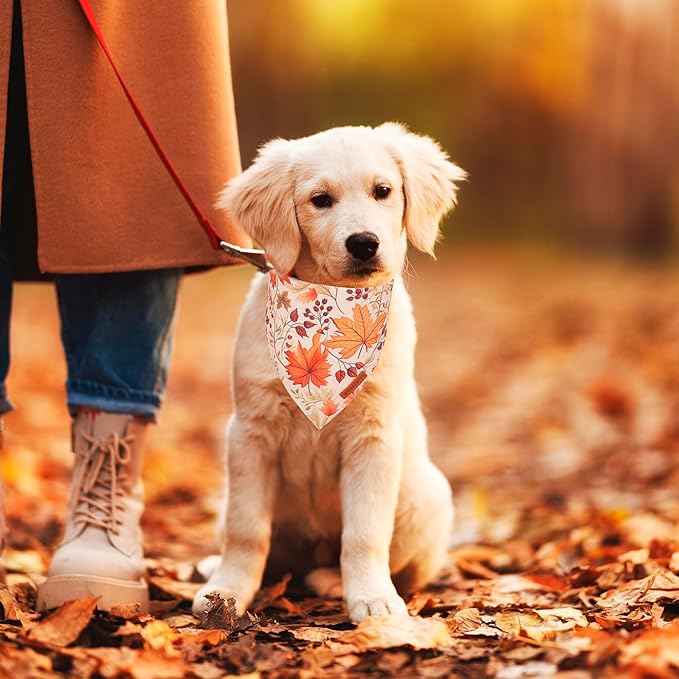 ADOGGYGO Fall Dog Bandana, Pumpkin Maple Leaf Autumn Thanksgiving Pet Scarf, Adjustable Fit Fall Bandanas for Small Dogs Pets (Small)