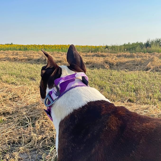 ADITYNA Heavy Duty Dog Collar for Extra-Large Dogs - Camo Purple Collar with Handle for Training, and Walking - Wide, Thick, Tactical, Soft Neoprene Padded