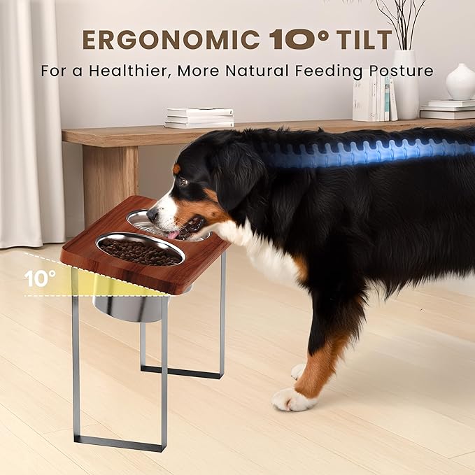 14" Tall Elevated Dog Bowls - Ergonomic Stainless Steel Dog Bowls with 10° Tilt in Acacia Wood Stand for Tall & Large Breed