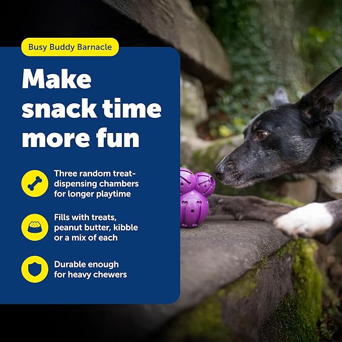 PetSafe Busy Buddy Barnacle - Treat Dispensing Dog Toy for Mental Stimulation - Natural Rubber - Durable Construction - Dishwasher Safe - Treat Meter Technology - Perfect for Peanut Butter - Medium