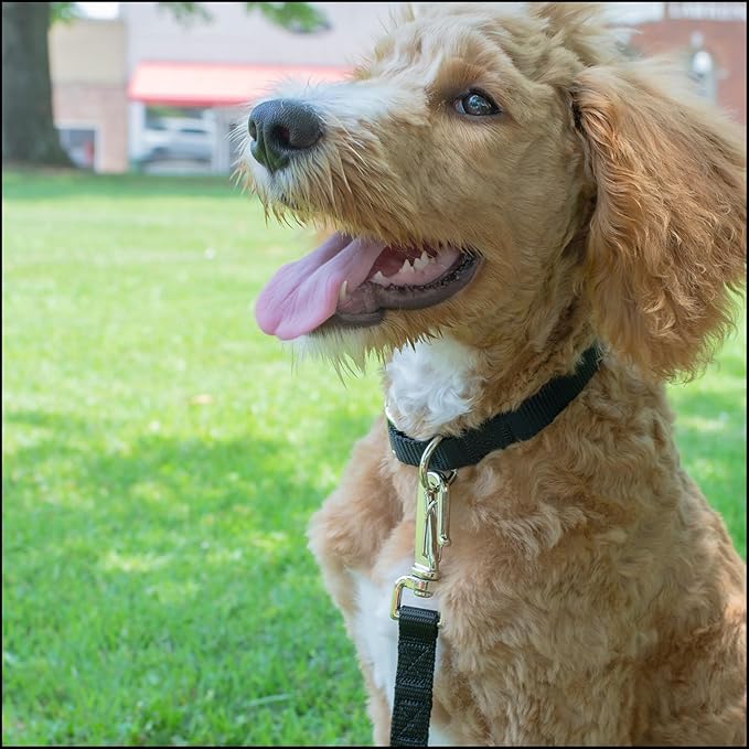 Country Brook Petz - Premium Nylon Dog Collar with Metal Buckle for Small Medium Large Breeds - 10+ Cool Colors (Extra Large, 1 Inch, Black)