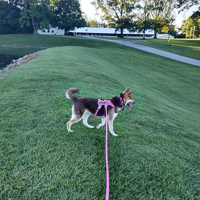 ZALER Long Dog Leash Waterproof Training Leashes 50ft 30ft 20ft 15ft 10ft 6ft, Odor Proof Recall Long Line Lead with Aviation Aluminum Carabiner Clip for Small, Medium, Large Dogs (50FT, Yellow)