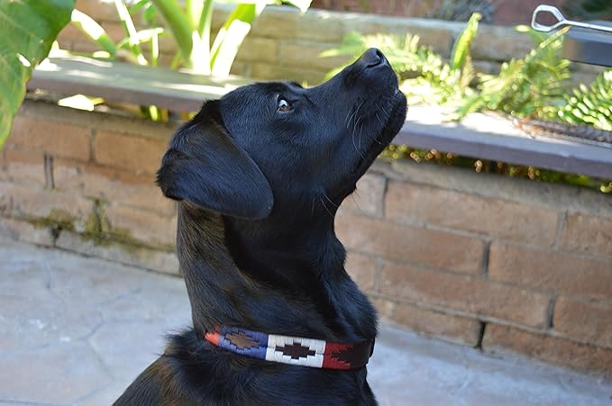 Gaucho Goods Leather Big Dog Collar - The Patriot (XL)