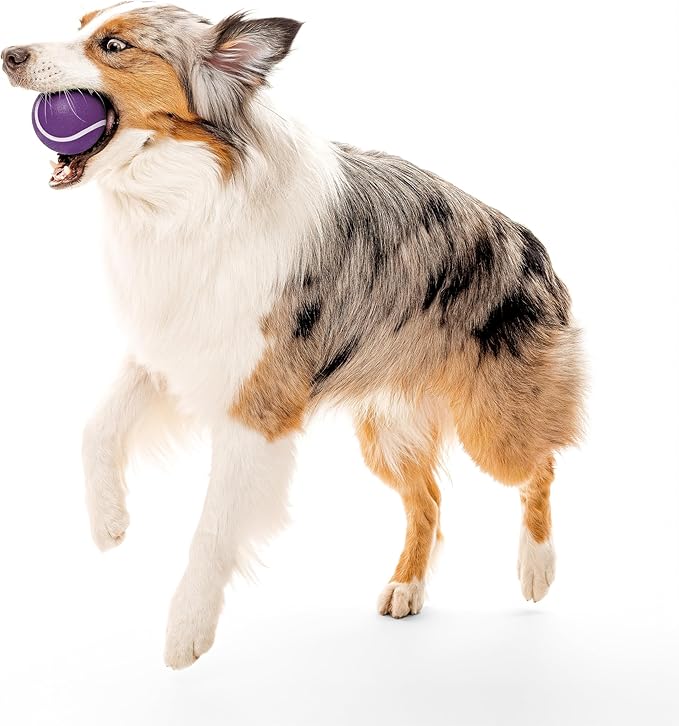 Playology Dog Toys | Squeaky Chew Ball - Bouncy Durable Floating Fetch Ball for Dogs | Jumbo Bacon Scented Toy - Easy to Clean and Made from Non Toxic Materials