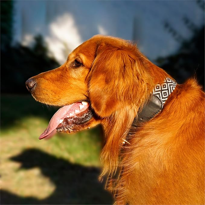 Eternia Premium Leather Dog Collar - Adjustable Handcrafted Collar for Small to Large Dogs (Black/White, L)