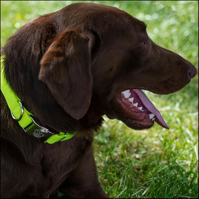 Country Brook Petz - Premium Nylon Dog Collar with Metal Buckle for Small Medium Large Breeds - 10+ Warm Colors (Medium, 3/4 Inch, Hot Yellow)