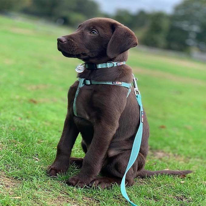 Pawtitas Reflective Step-in Dog Harness – Adjustable No-Pull Vest for Puppies to Seniors, Safe & Comfortable, S Teal