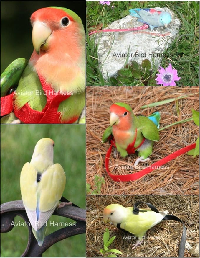 The AVIATOR Pet Bird Harness and Leash: Mini Blue