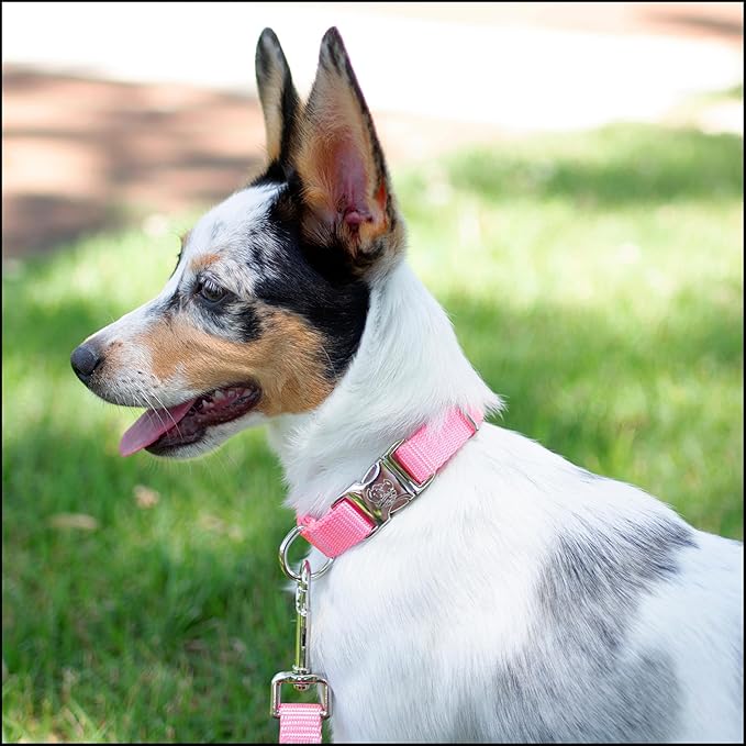 Country Brook Petz - Premium Nylon Dog Collar with Metal Buckle for Small Medium Large Breeds - 10+ Warm Colors (Medium, 3/4 Inch, Pink)