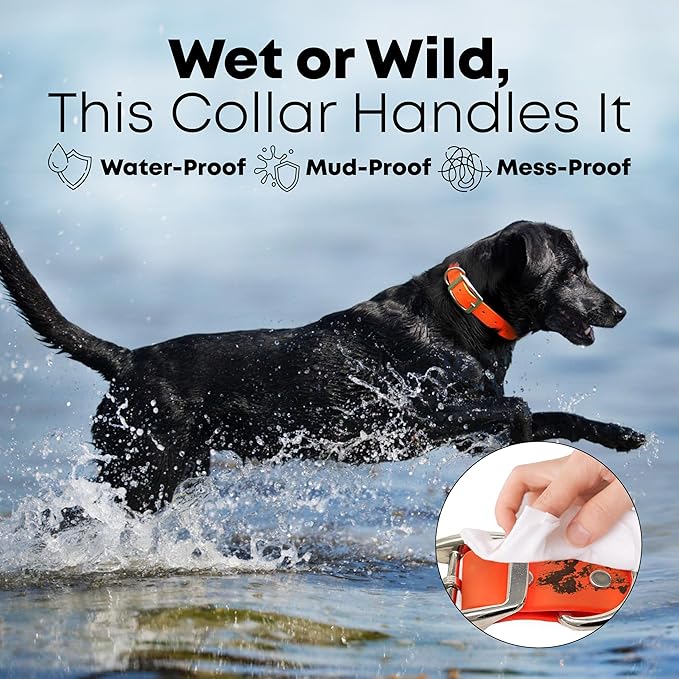 Regal Dog Products Small Orange Waterproof Dog Collars with Custom Engraved Name Plate | Vinyl Coated, Anti, Easy to Clean Personalized Biothane Dog Collar - Other Sizes for Medium & Large Dogs