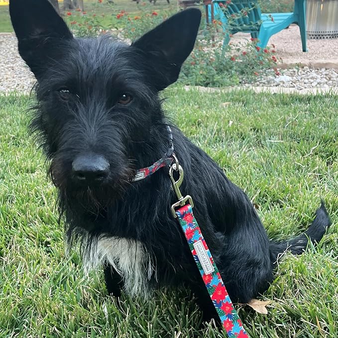 Lucky Love Dog - Adjustable Dog Collar with Easy Click Noel for Small Ones, Durable, & Comfortable for Male & Female Dogs, Pet Collar for Puppies & Adult Dogs - Noel, XS