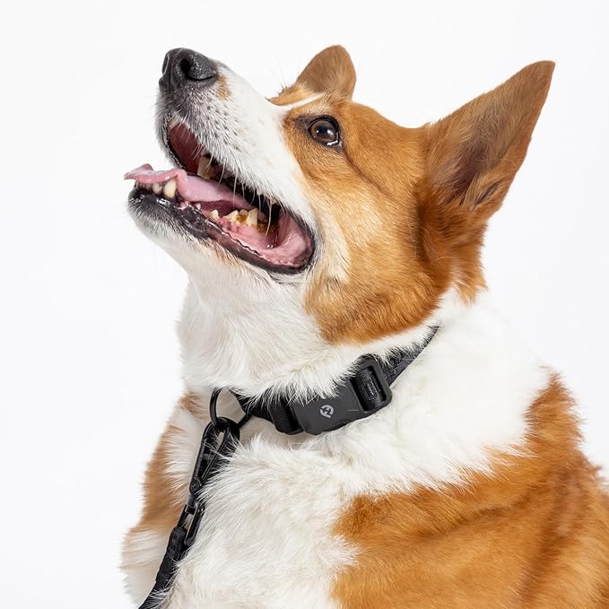 2026 New Edition, Fei & Eve MagEase Dog Collar - Patented Magnetic Buckles | Fur-Safe | Premium 210D Nylon | 450LB Escape-Proof | Adjustable Fit | Large (Black)