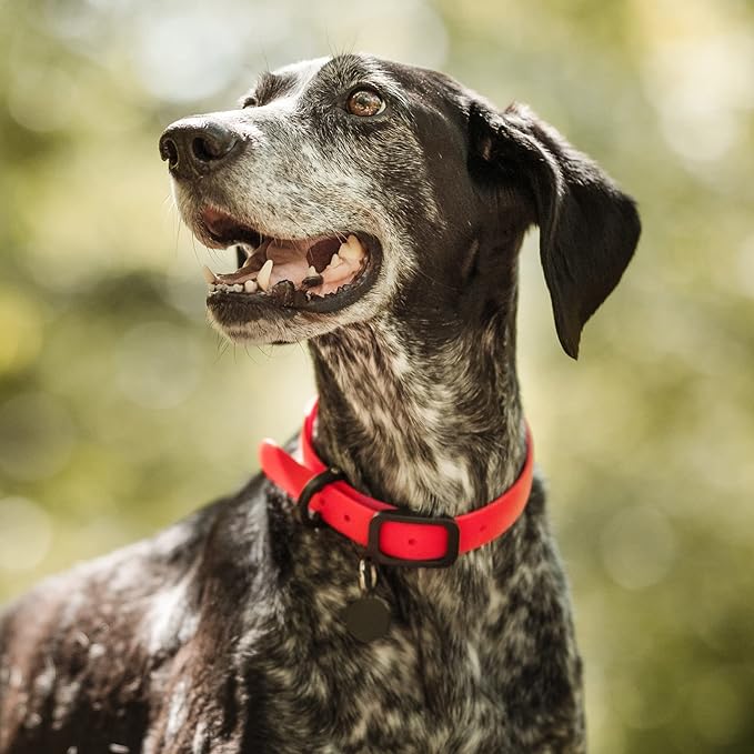 Waterproof Dog Collar - Durable, Comfortable and Adjustable Outdoor Dog Collar with Wear Resistant Buckle and ID Tag Ring for Large Dogs by Nuvuq (Red, Large)