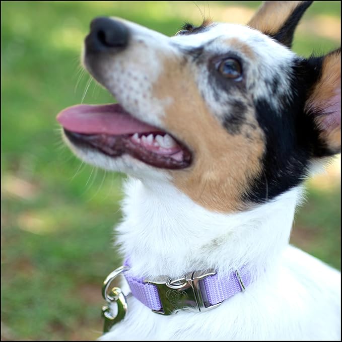 Country Brook Petz - Premium Nylon Dog Collar with Metal Buckle for Small Medium Large Breeds - 10+ Cool Colors (Large, 1 Inch, Lavender)
