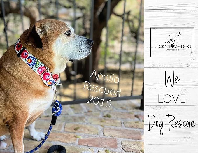 Lucky Love Dog Wide Martingale Dog Collar - No-Slip, Durable, & Soft Webbing 1.5 inch Martingale Collar for Dogs Male and Female Ideal for Training & Walking - Ladybird, X-Large