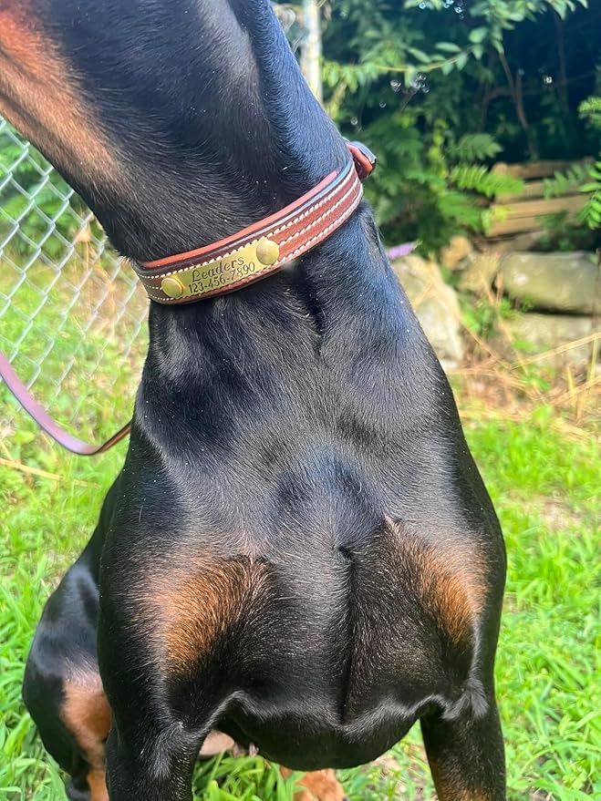 Leaders Leather Dog Collar with Customized Name Plate Medium (13" - 16")