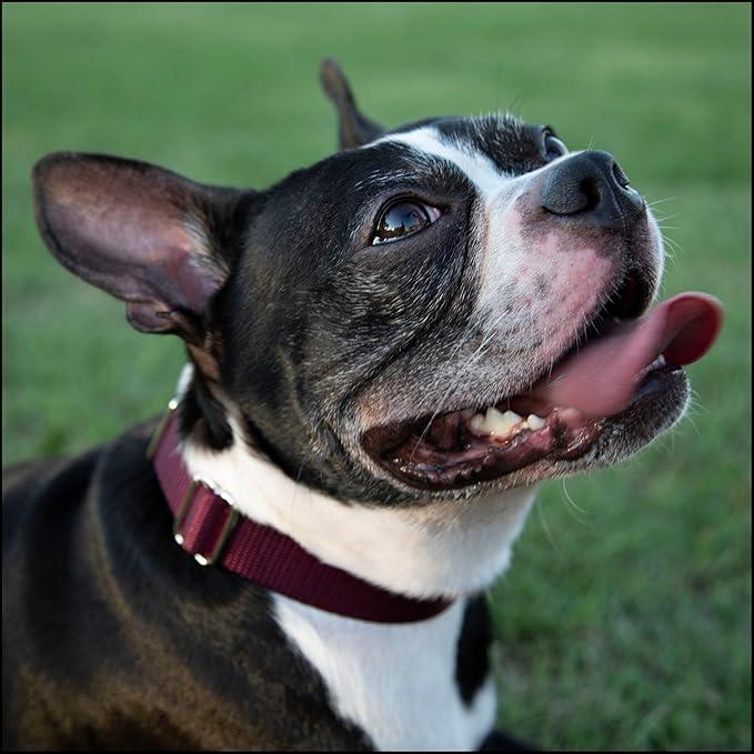 Country Brook Petz - Premium Nylon Dog Collar with Metal Buckle for Small Medium Large Breeds - 10+ Warm Colors (Medium, 3/4 Inch, Burgundy)